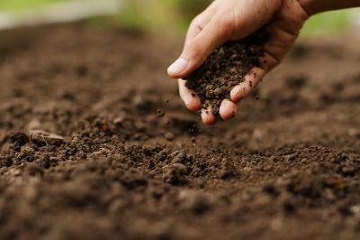 Get an Accurate Assessment of Your Soil Quality